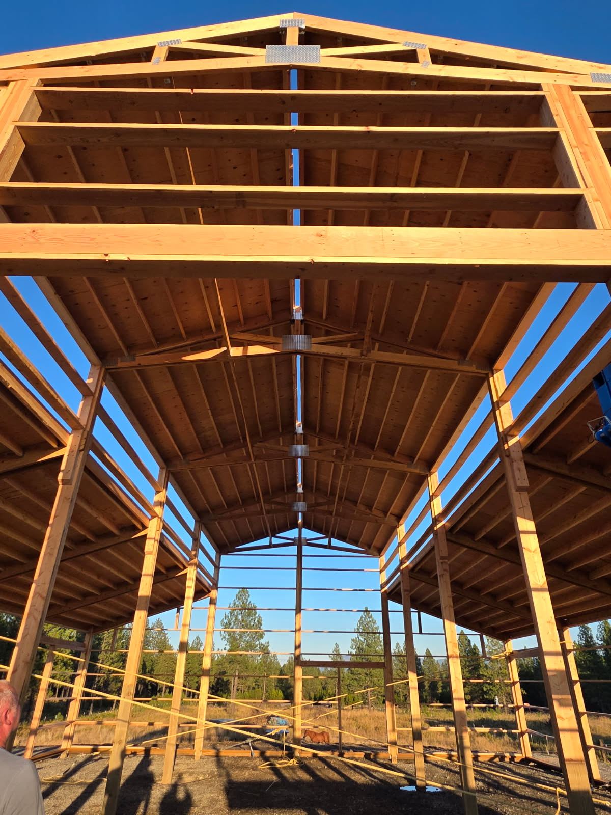 Looking up at the completed timber roof structure of the barn from inside, with wall girts in place
